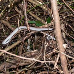 Eutropis multifasciata