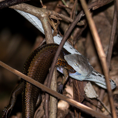 Eutropis multifasciata