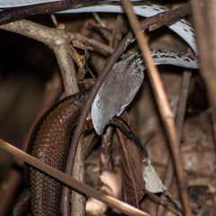 Eutropis multifasciata