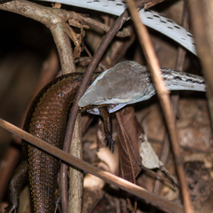 Eutropis multifasciata