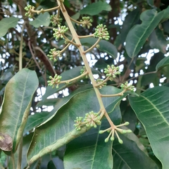 Heptapleurum heptaphyllum