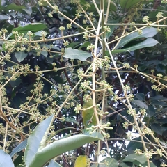 Heptapleurum heptaphyllum