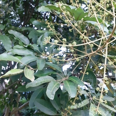 Heptapleurum heptaphyllum