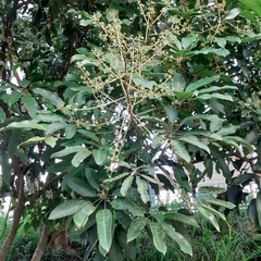 Heptapleurum heptaphyllum