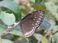Euploea klugii