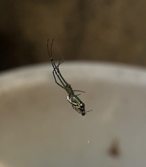Leucauge