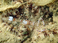 Ancylomenes speciosus