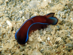 Cephalaspidea