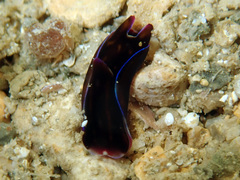 Cephalaspidea
