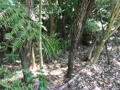 Hedycarya arborea
