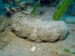 Stichopus herrmanni