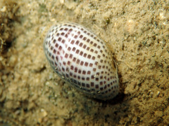 Acteonidae
