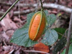 Aristolochia deltantha