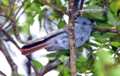 Terpsiphone bourbonnensis