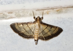 Cnaphalocrocis patnalis