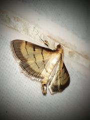 Cnaphalocrocis patnalis
