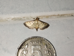 Cnaphalocrocis patnalis