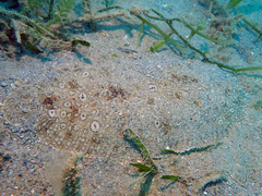 Pardachirus pavoninus