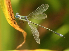 Lestes eurinus