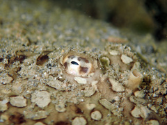 Pardachirus pavoninus