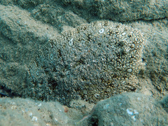 Pardachirus pavoninus