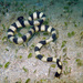 Cogger's Sea Snake - Photo (c) Jean Roger, some rights reserved (CC BY-NC-ND), uploaded by Jean Roger