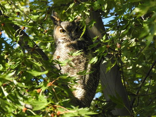 Great Horned Owl photographed in Idaho