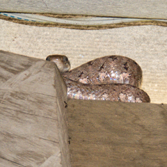 Boiga siamensis