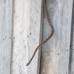 Boiga siamensis