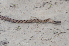 Boiga siamensis