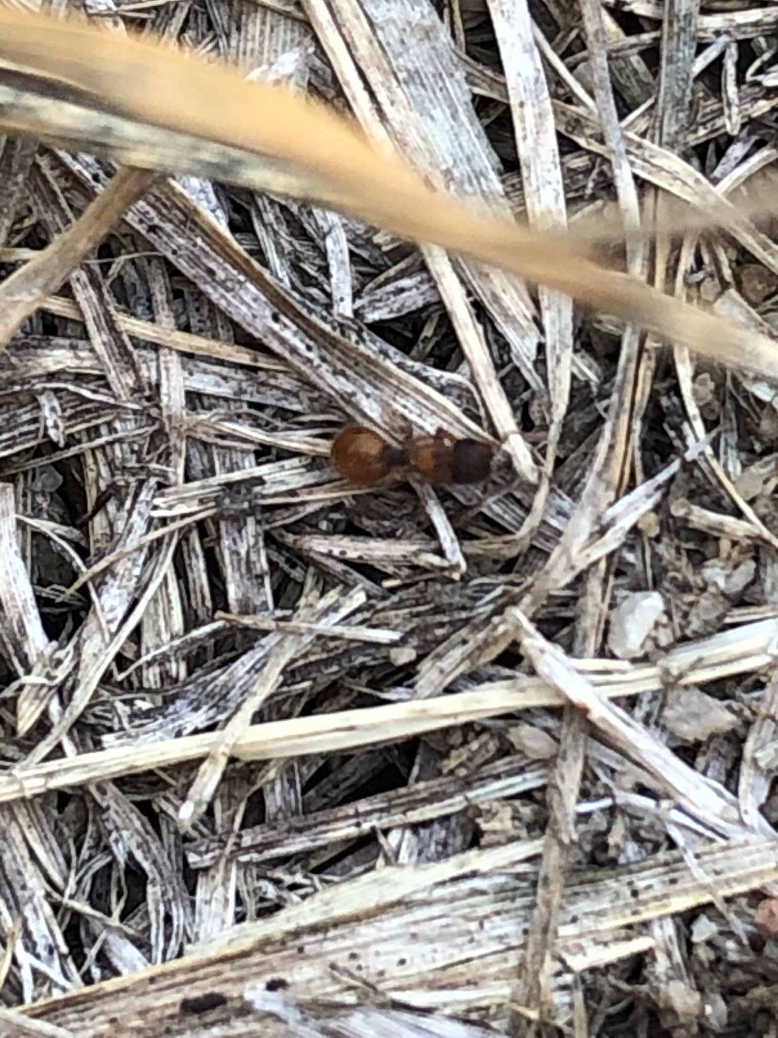 Meranoplus