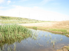Phragmites australis