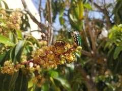 Rhabdotis semipunctata