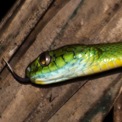 Boiga cyanea
