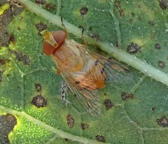 Copestylum sexmaculatum