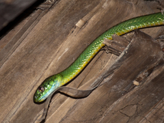 Boiga cyanea