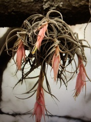 Tillandsia erubescens