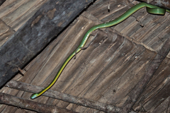 Boiga cyanea
