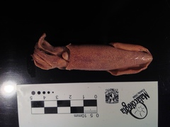 Lolliguncula diomedeae