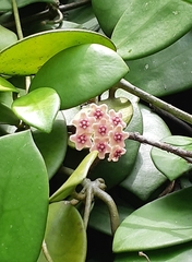 Hoya diversifolia