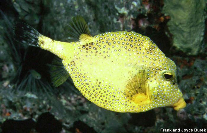 smooth trunkfish (Caribbean Coral Reef Food Web) · iNaturalist