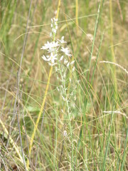 Ornithogalum ponticum
