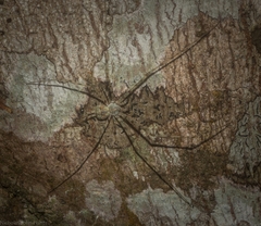 Tamopsis tweedensis
