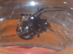 Parasteatoda merapiensis