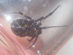 Parasteatoda merapiensis