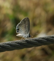 Chilades parrhasius