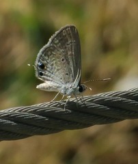 Chilades parrhasius