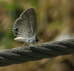 Chilades parrhasius