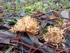 Ramaria australiana
