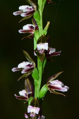 Prasophyllum brevilabre